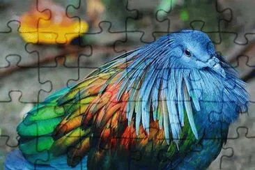 pigeon jigsaw puzzle