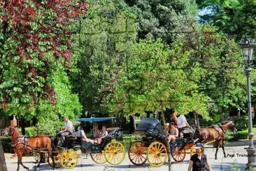 coches de caballo