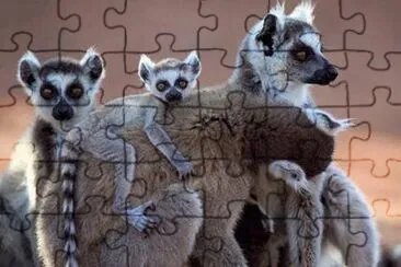 animaux: lÃ©muriens jigsaw puzzle