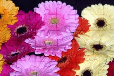 fleurs: gerberas jigsaw puzzle