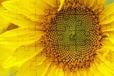 yellow flower jigsaw puzzle