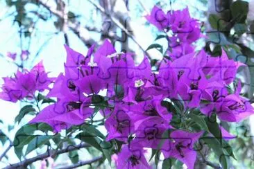 פאזל של fleurs: bougainvillier