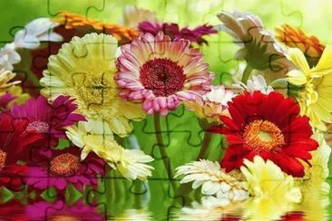 fleurs: gerberas jigsaw puzzle