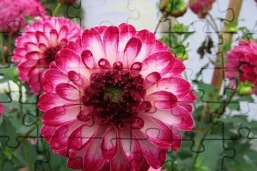 Dahlia Tip Top jigsaw puzzle