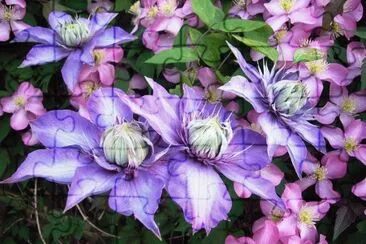 פאזל של Clematis