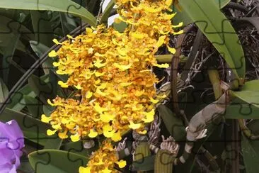 The Orchideas are so beatifuls