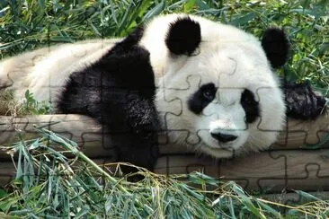 OSO PANDA