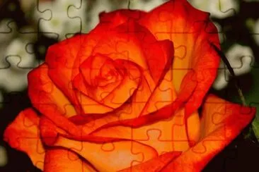 fleurs: rose jigsaw puzzle