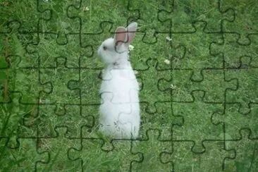 Jeune lapin albinos