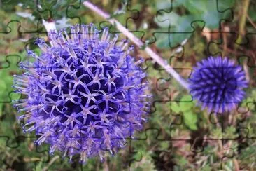 echinops