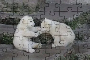 oursons blancs jigsaw puzzle