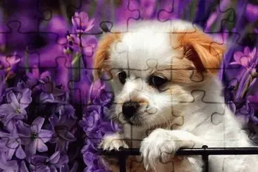 chiot jigsaw puzzle