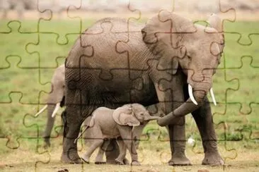 Ã©lÃ©phants jigsaw puzzle