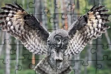 hibou jigsaw puzzle