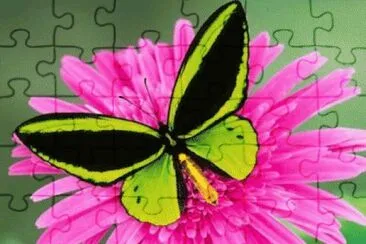 Verde em rosa jigsaw puzzle