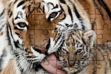 TIGRE jigsaw puzzle