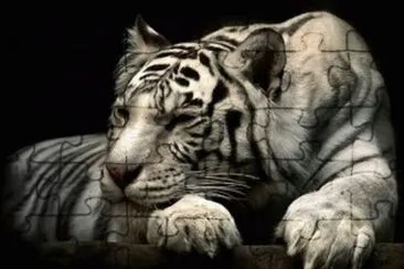 tigre3 jigsaw puzzle