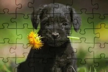 perrito9 jigsaw puzzle