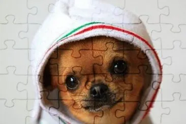 perrito11 jigsaw puzzle