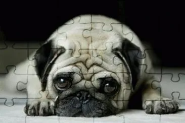 perrito12 jigsaw puzzle