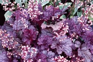 heuchera/pourEva