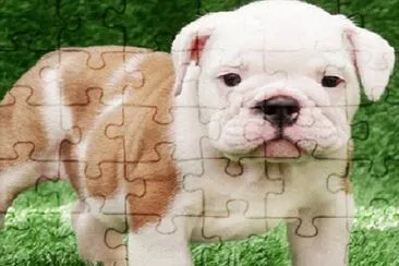 perrito18 jigsaw puzzle