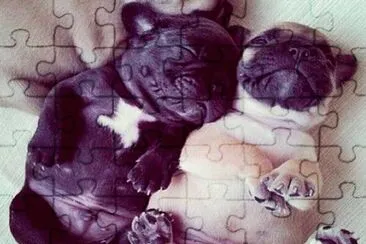 perritos jigsaw puzzle