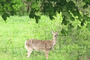 פאזל של Deer in our backyard