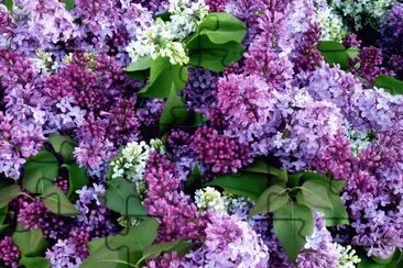 Fresh Cut Lilacs for Sale-New York City