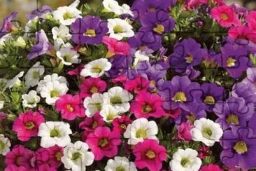 calibrachoa