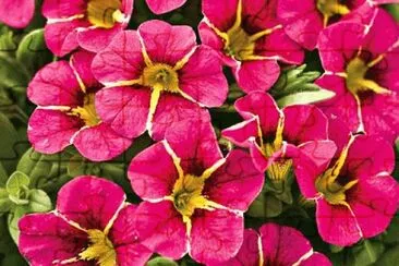 calibrachoa jigsaw puzzle