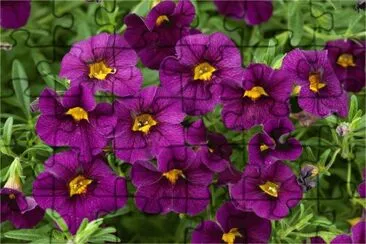 פאזל של calibrachoa