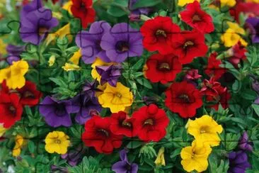 פאזל של calibrachoa