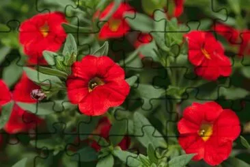 petunia jigsaw puzzle