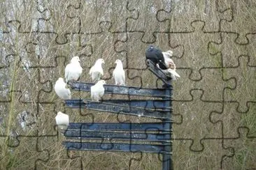 Pigeons