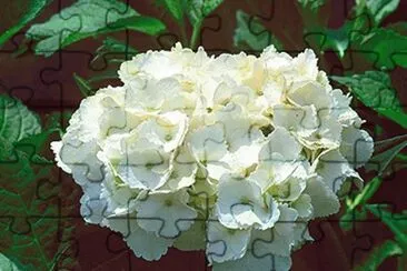 hortensia jigsaw puzzle