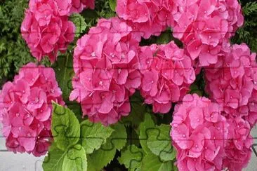 hortensia jigsaw puzzle