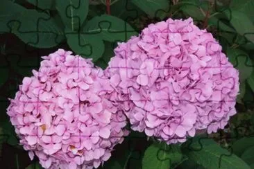 פאזל של hortensia