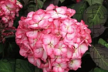 פאזל של hortensia