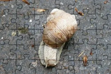 snail