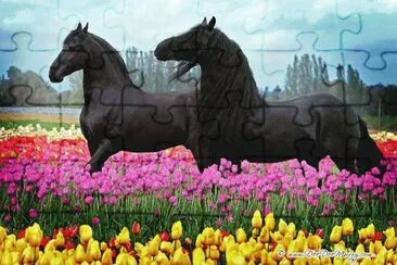 animaux: chevaux jigsaw puzzle