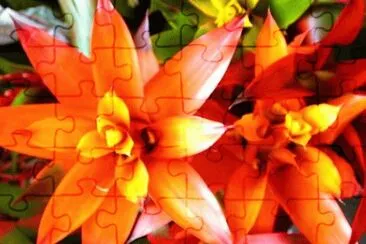 fleur jigsaw puzzle