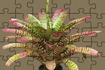 פאזל של bromeliacÃ©e