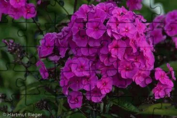 phlox jigsaw puzzle