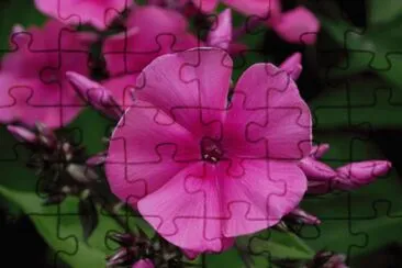 phlox jigsaw puzzle