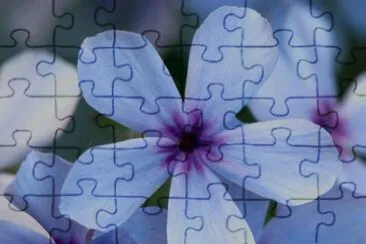 phlox jigsaw puzzle