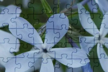 phlox jigsaw puzzle