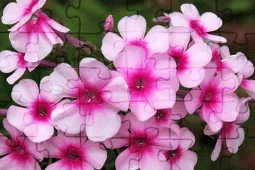 phlox jigsaw puzzle