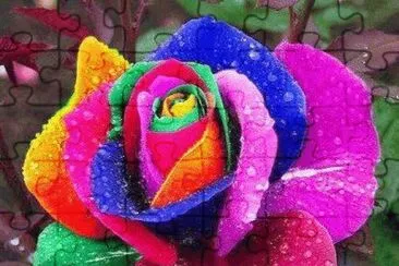 Colorful Flower