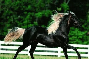 cheval